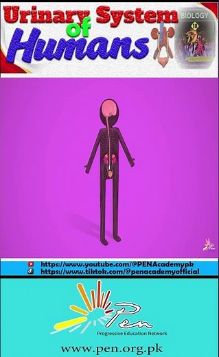 Urinary System of Humans I How Urinary system of Human works I Biology -lecture -5