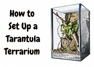 How To Set Up a Tarantula Enclosure in 7 Steps - The Pet Savvy