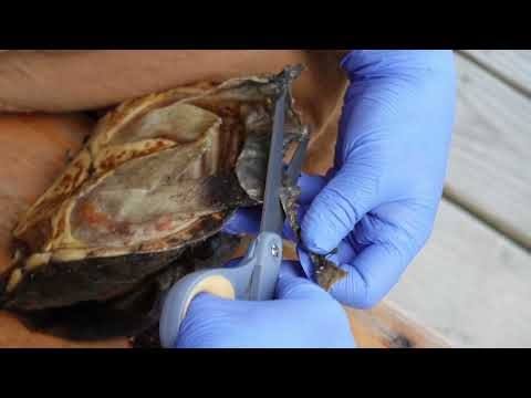 How to make a turtle rattle