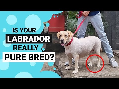 How to Identify a Pure Bred Labrador?