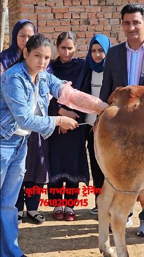 artificial insemination in cattle | step bystep Al process explained