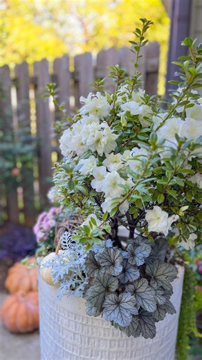 We transformed an empty end-of-summer planter into a mini moon garden for fall starring Autumn Moonlight! 🌙✨ Packed with blooms this time of year, Autumn Moonlight shines as the light dwindles with pearly white, semi-double blooms that glow over an autumnal palette of heuchera, dusty miller, and mums. Compact, evergreen, and radiant with spring, summer, and fall blooms, there are a million and one reasons to fall in love with Autumn Moonlight! Check out the link in our bio to learn more! | Enco