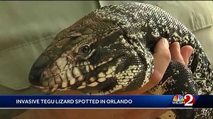 Video: Invasive tegu lizard spotted in Florida man’s backyard, wildlife experts say