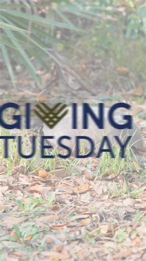 For our End-of-Year Fundraising Campaign, your Giving Season support helps us build the Gopher Tortoise Alliance’s first-ever rehab pens for injured tortoises! 🐢🩺 Gopher tortoises are running out of safe habitat — and the ones left face constant threats from cars, dogs, and development. These pens will give recovering tortoises a safe place to heal before returning to the wild — a critical step in protecting this threatened species. 🏥🌱 When you give, you’re protecting the tortoises, their bu