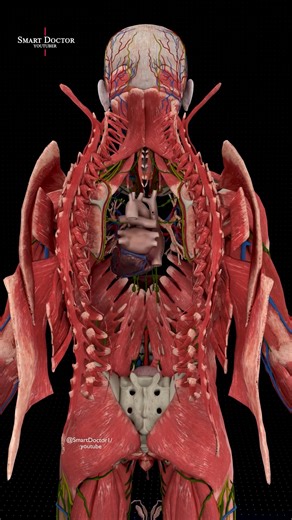 Le moteur caché : Le cœur au cœur du corps humain 🫀 . . . Le cœur humain est un organe vital qui pompe le sang dans tout le corps, apportant oxygène et nutriments tout en éliminant le dioxyde de carbone et les déchets. Voici quelques points clés concernant le cœur humain : Anatomie : Le cœur possède quatre cavités : deux oreillettes supérieures et deux ventricules inférieurs. Le côté droit pompe le sang désoxygéné vers les poumons, tandis que le côté gauche pompe le sang oxygéné vers le reste d