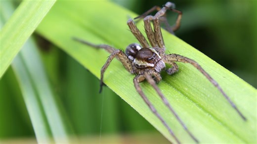 BBC Rewind: Saving our rarest and largest fen spider