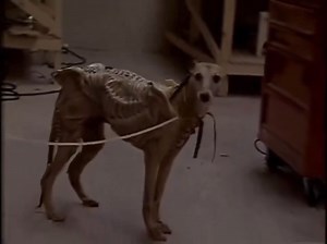 "#Alien3" (1992) tried to use a dog in costume for the Runner Chestburster but ultimately scrapped the idea because it did not look right. 😆 Poor doggo, too silly, too cute to play an Alien. #CinemaOnlineMY #AlienMovie 📷 @ interesting_aIl on X | Cinema Online