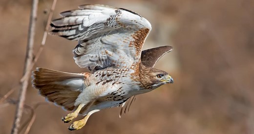Red-tailed Hawk Photos and Videos for, All About Birds, Cornell Lab of Ornithology