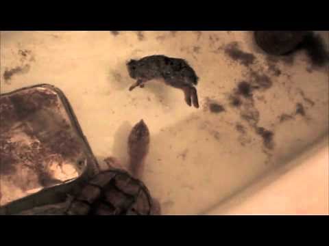 Snapping Turtle Eats a Rabbit