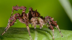 A Portia Jumping Spider Strategically Leaps Through the Jungle to Catch Its Prey