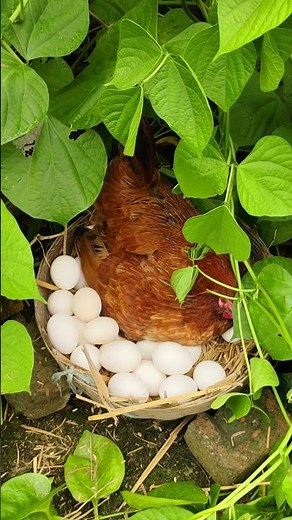 how long for chicken eggs to hatch with hen