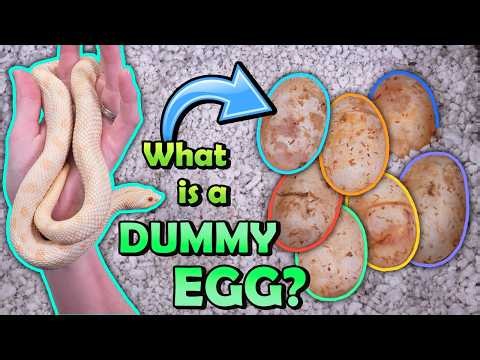 Our Hognoses Laid Dummy Eggs!
