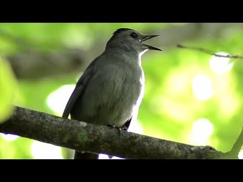 Gray catbird call