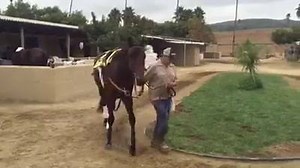 3.4K views · 449 reactions | A little video before I worked this morning at San Luis Rey, and that's Jonny "singing" in the background. | Nyquist | Facebook