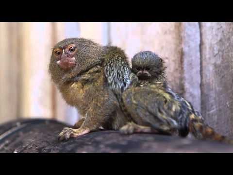 World's smallest monkey gives birth to world's cutest babies