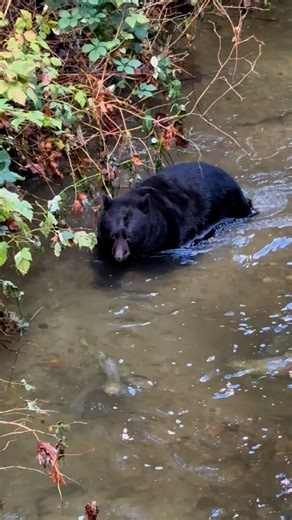 Fat Bear Week 🐻 A huge male black bear follows salmon up the river trying to catch his next meal. His fishing technique was funny to watch as he tried to sneak up on the fish! It’s amazing to see such a big, healthy bear! British Columbia, Canada . . . . . . #blackbears #sharecangeo #bears #bearvideo #wildlifevideo #bearcubs #salmonrun #bearfishing #wildlifereels #bearcub #britishcolumbia #canada #blackbear #fatbearweek | Tony Joyce Photography