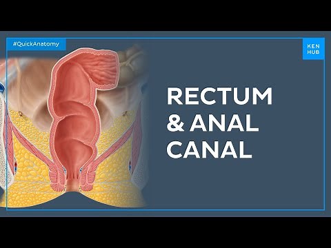 Anatomy of the rectum and anal canal - Quick Anatomy | Kenhub