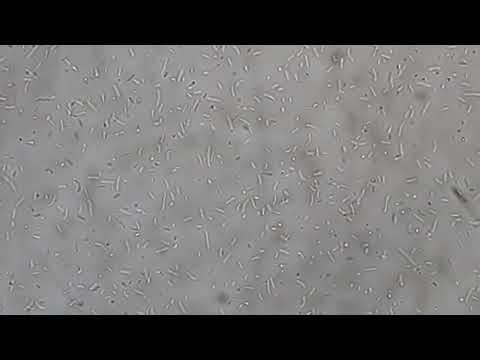 Bacteria under the microscope at a vey high magnification