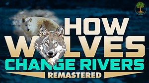 How Wolves Change Rivers - Sustainable Human