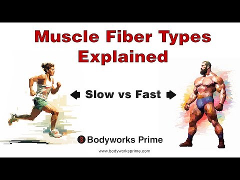 Muscle Fiber Types Explained (Type 1, Type 2A, Type 2X)