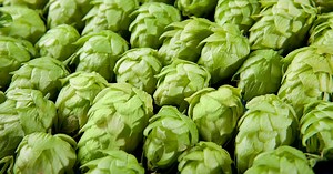 Understanding the Difference Between Dry Hop and Wet Hop Beers