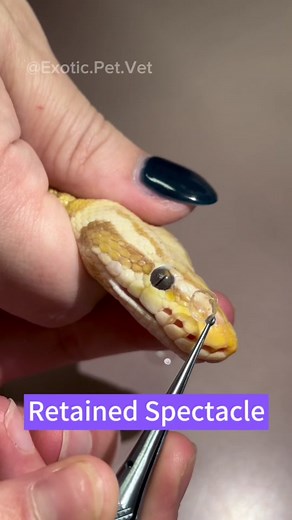 Removing Stuck Eye Caps from Ball Python | Herpetology Procedure