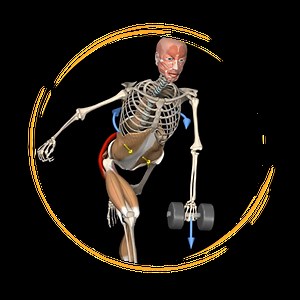 Strength Training App: 3D Animation Anatomy & Biomechanics