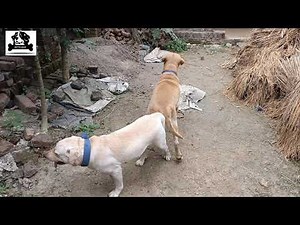 How To Breed | Mating Labrador Retriever Dogs | Puppy(Only For Education Purpose || KUTTA GHAR