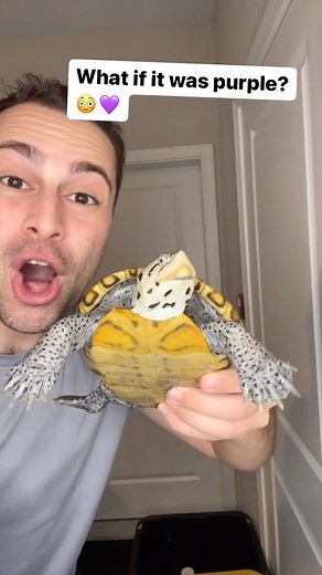 Using Acriflavine to treat some rot on this rescued female Diamondback Terrapin! 💜🐢 🐢 🐢 ~~~~~~~~~~~~~~~~~~~~~~~~~ #fish #aquarium #aquatics #reptiles #reptile #turtle #turtles #diamondbackterrapin #Dbt #turtleroom #tortoise #tortoises #cute #pets #petsofinstagram #cuteturtles #babyturtles #redearslider #Terrapin #terrapins #pond #ponds #aquascape #landscape #spottedturtle #turtlepond #concentric #endangered #reptilesofinstagram | DanTheTurtleMan