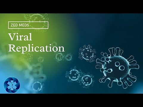 Viral Replication | Stages of viral replication | Viruses | Microbiology