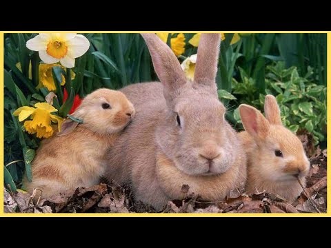 Discover the remarkable survival tactics of baby rabbits in the wild!