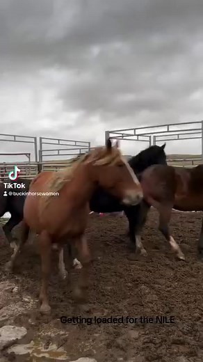 2.3K views · 717 reactions | We are about to start our 1st performance of the NILE rodeo. Come see these guys in action! @cinchjeans @ak_earth_movers_inc @americanhatco @logancoachtrailers @agri_bestfeeds | Powder River Rodeo LLC | Facebook
