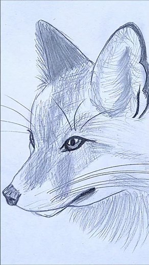 Realistic Fox Drawing Tutorial