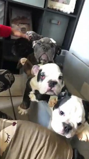 Miniature English Bulldog Puppies