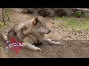 The Texas Bucket List - Saint Francis Wolf Sanctuary in Montgomery