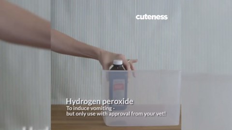 Make Your Own Dog Friendly First Aid Kit