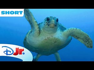 Disney Animals - Turtles 🐢 | Under the Sea with Ariel | The Little Mermaid 🧜🏾‍♀️ |‪@disneyjr‬