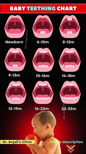 Baby Teeth Eruption Chart: Timeline & Order of Baby Teeth Growth | Baby tooth development