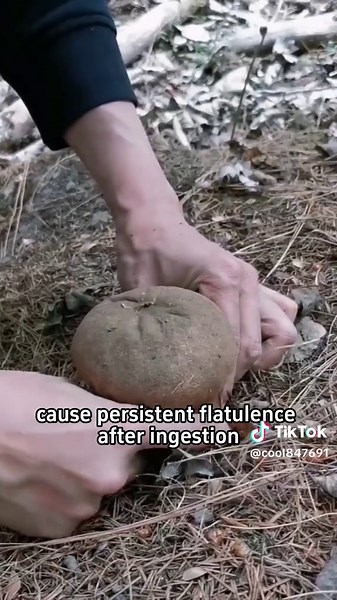 Can you distinguish which mushrooms are poisonous!#science #popular #usa #mushroom