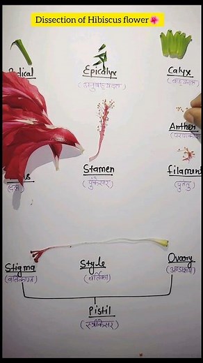 Dissection of Hibiscus flower/Hibiscus Rosa sinesis/Hibiscus dissection/parts of flower#shorts#viral