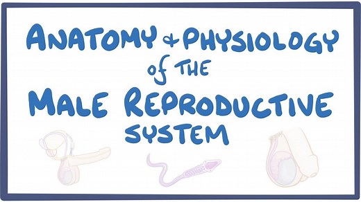 Anatomy and physiology of the male reproductive system: Video, Causes, & Meaning | Osmosis