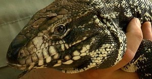 Invasive Argentinian lizard species poses threat to Florida wildlife
