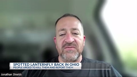 Invasive insects return to central Ohio | What to do about the spotted lanternfly