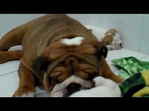The cutest English bulldog puppy video you will ever see!!!