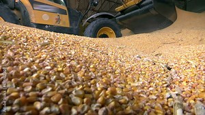 Loader with a Bucket Loads Corn in an Agricultural Warehouse; Excavator loader bucket loading grain. Big heap of grain in a warehouse at food factory