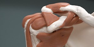 Research shows rotator cuff surgery patients can return to driving faster after procedure