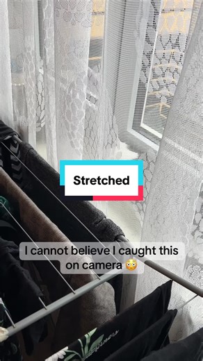 Bobo the Kitten's Adorable Stretching Moment