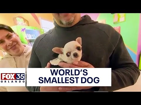 Meet Pearl: World's smallest dog, a Chihuahua, visits Orlando