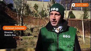 Red pandas and snow leopards at the Dublin Zoo get a new habitat that closely resembles their natural environment. | Reuters