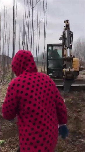 To dig a tree using hook